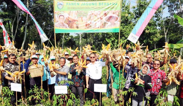 Panen Raya, Kapus BKP Kementan Desak Bulog Serap Jagung Pacitan